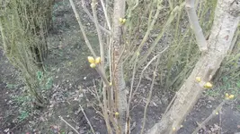garten 005.webp