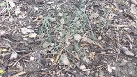 garten 007.webp