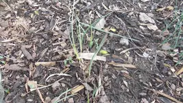 garten 008.webp