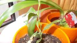gt 006.webp