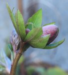 Helleborus Vorgarten_2.jpg