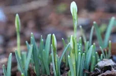 Schneegloeckchen_2.webp