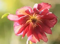 Helleborus Double Ellen red 140212.webp