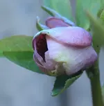 Helleborus Vorgarten.webp