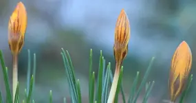 Krokusse 140212.webp