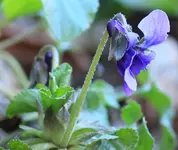 Veilchen 140212.webp