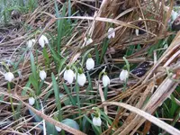 Schneeglöckchen 1.webp