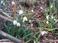 Schneeglöckchen 2.webp
