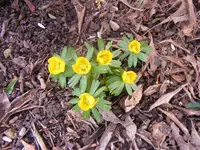 Winterlinge.webp