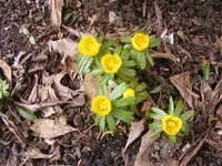 Winterlinge2.webp
