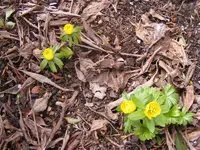Winterlinge3.webp