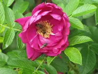 117.webp