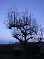 baum.webp
