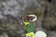16.webp