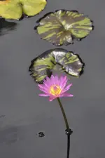 16.webp