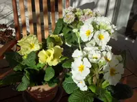 SAM_2944.webp