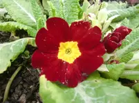 CIMG5000.webp
