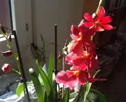 Orchidea.webp