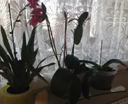 Orchidis1.webp