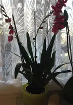 Orchidis2.webp