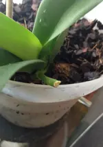 Orchidis5.webp