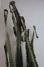 IMG_1870.webp