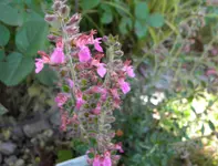 DSCN3575G.webp