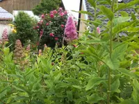BILD1527.webp