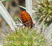 TiereMakro (24).webp