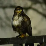 DSC_0537.webp