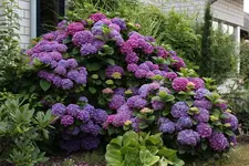 Bauernhortensie 2012.webp