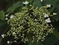 Bluete Kletterhortensie.webp