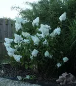 Vanille fraise 130731_a.webp
