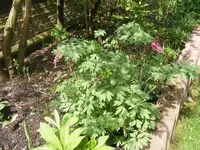 Herzchen 28.4.2013.webp
