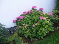 Hortensien 14.7.2013.webp