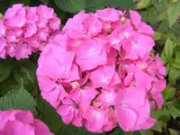 Hortensienblüte 14.7.2013.webp