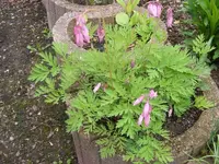 Kleines Herzchen 11.5.2013.webp