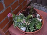 Wurzenschale 18.6.2013.webp