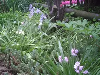 Hasenglöckchen.3.5.2012.webp