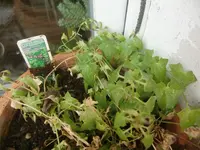 CIMG5111.webp
