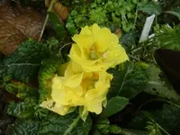CIMG5031.webp