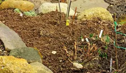 jede menge Krokusse_900.webp