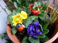 Primeln.webp