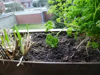 Feldsalat außen1.webp