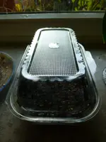 Feldsalat innen1.webp