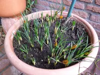 Krokusse.webp