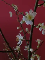 CIMG6765.webp