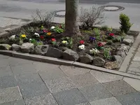 Frühjarsblüher (6).webp