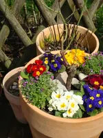 Frühlingsblüher.webp