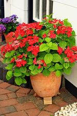 rote Hortensie_blüht_500.webp